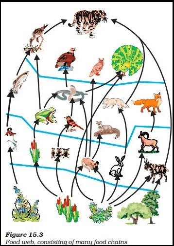 Overview: Our Environment | Science Class 10