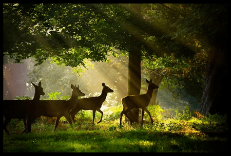 Forests and Wildlife