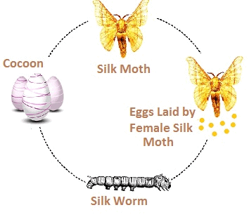 Fibre to Fabric Class 7 Notes Science