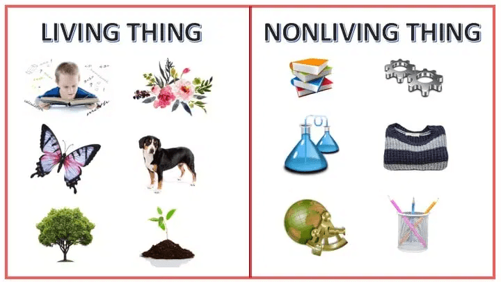 The Living Organisms Class 6 Notes Science Chapter 6