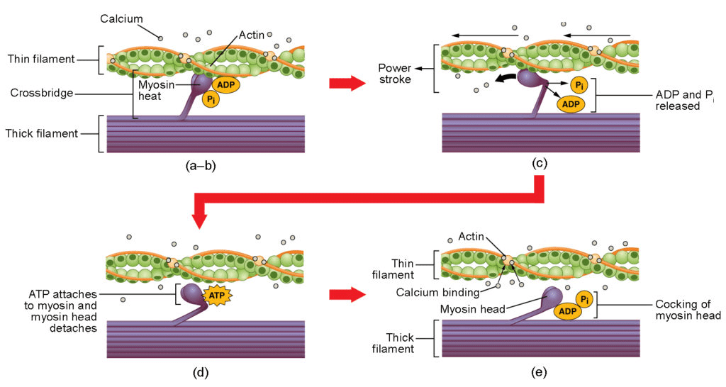 Stages in Cross-bridge Formation, Rotation of Head and Breaking of Cross-bridge