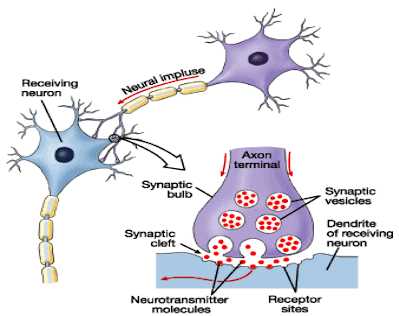 Neuro-muscular Junction