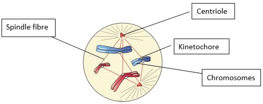 NCERT Exemplar: Cell Cycle & Cell Division | Biology Class 11 - NEET