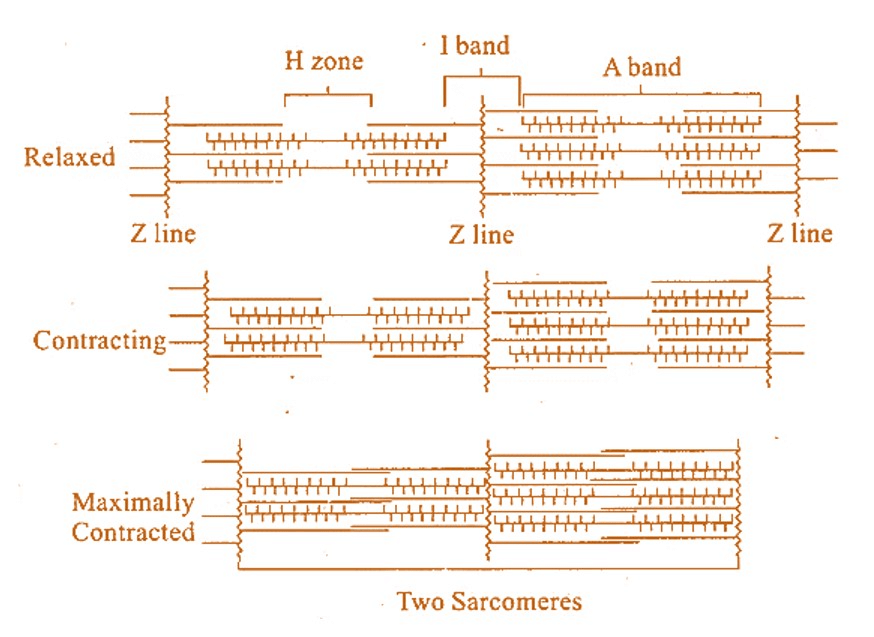 Sliding-filament Theory of Muscle Contraction (Movement of the thin Filaments and the Relative Size of the I Band and H Zones)