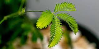 Mimosa Plant