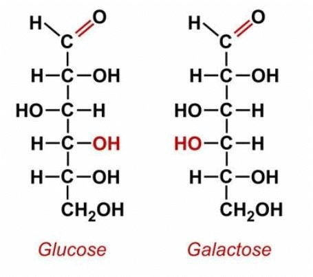 Carbohydrates | Biology Class 11 - NEET