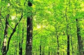 Class 9 Geography Chapter 5 Extra Question Answers - Natural Vegetation and Wildlife