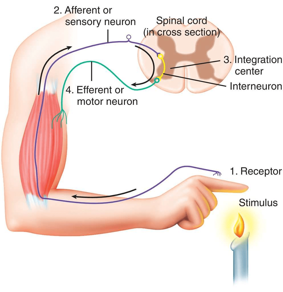 NCERT Solutions for Class 10 Science Chapter 6 - Control and Coordination