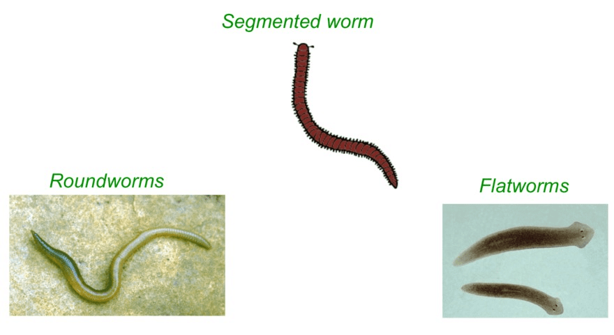 Class 9 Science Question Answers - Diversity in Living Organisms