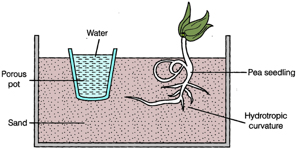 NCERT Solutions for Class 10 Science Chapter 6 - Control and Coordination
