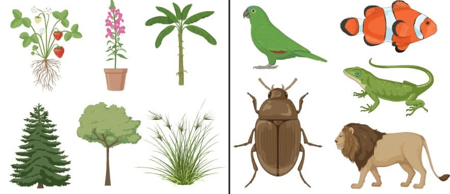 Flora and Fauna: Comparison