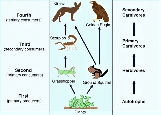 Ecosystems & Ecological Pyramids | Biology Class 12 - NEET