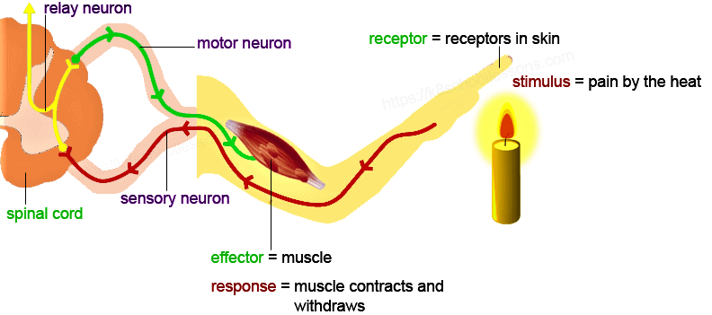 Class 10 Science Chapter 6 Previous Year Questions - Control and Coordination
