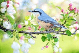 Birds and Flowers