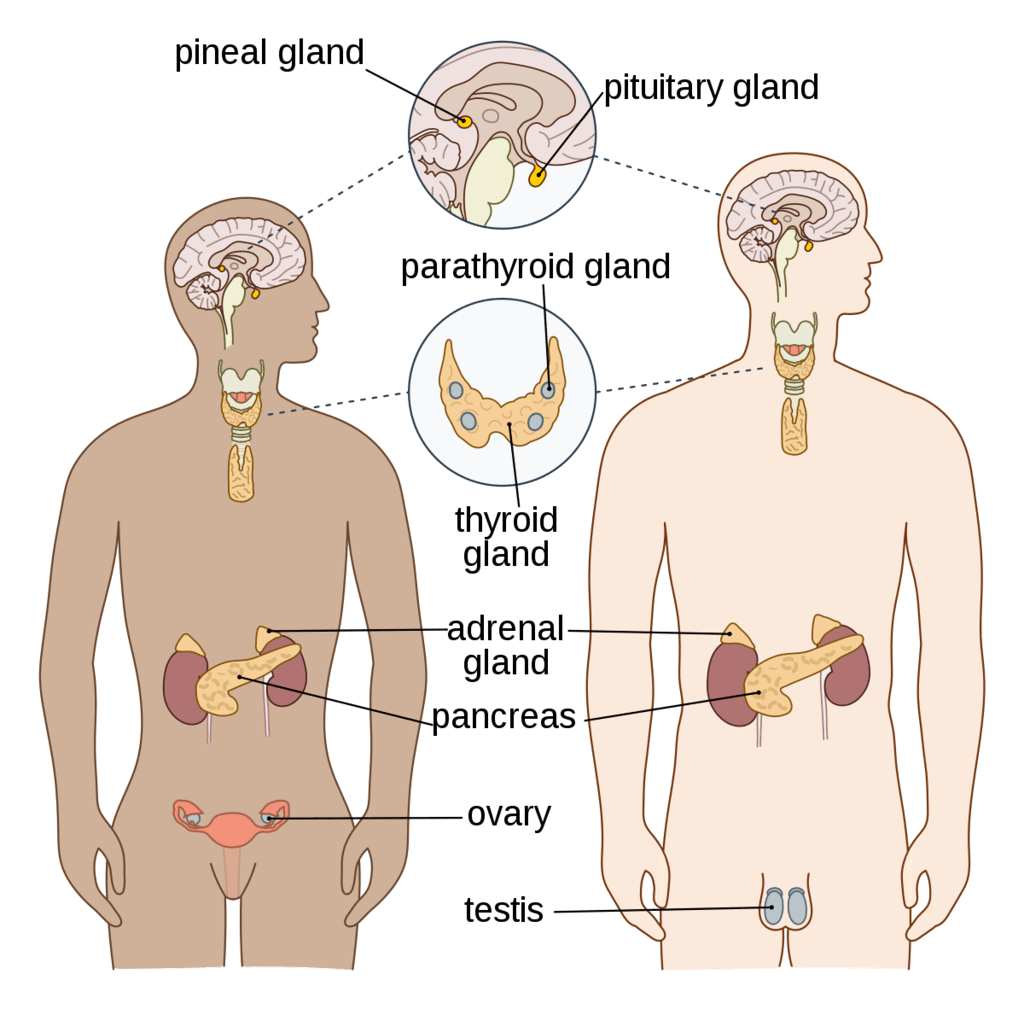 Major Endocrine Glands