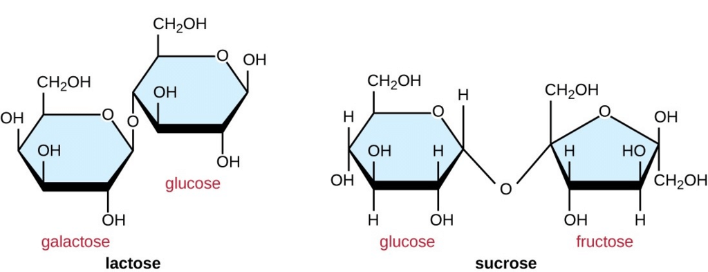 Carbohydrates | Biology Class 11 - NEET