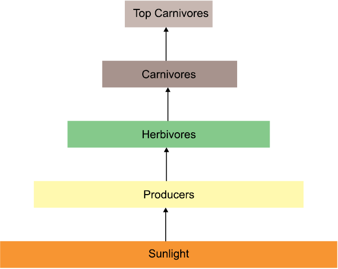 Overview: Our Environment | Science Class 10