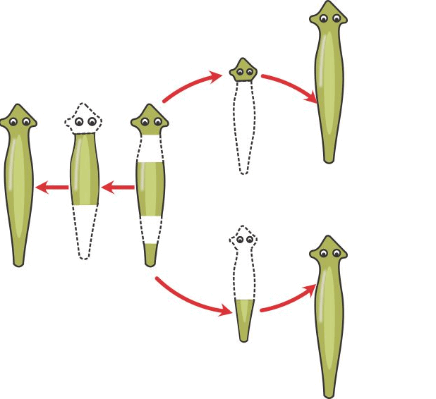 Regeneration Process