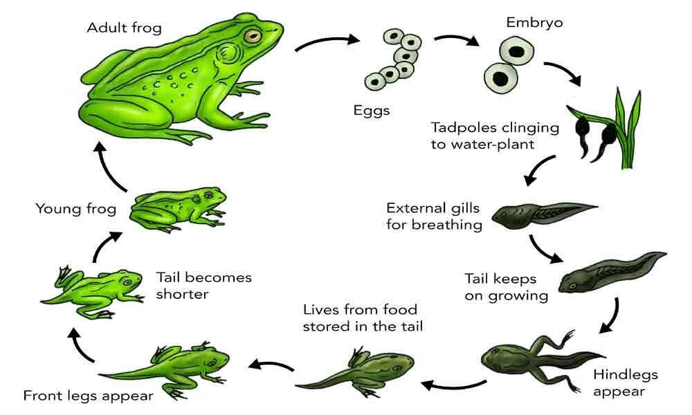 The Life Cycle of Frog