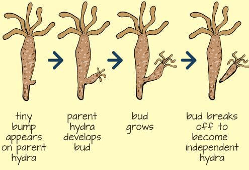 Budding in Hydra