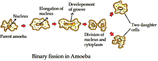 Reproduction in Animals (Practice) NCERT Solutions - Class 8