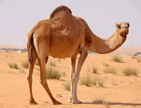 The Ship of the Desert - 2 Class 3 Worksheet English Unit 1