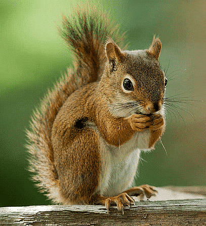 How Creatures Move - 1 Class 3 Worksheet English Unit 1