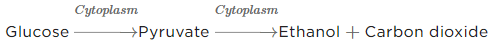 NCERT Exemplar: Life Processes | Science Class 10