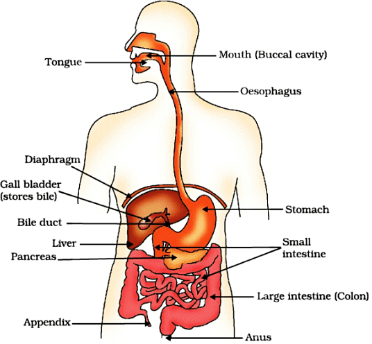 NCERT Exemplar: Life Processes | Science Class 10