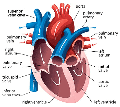 Human Heart
