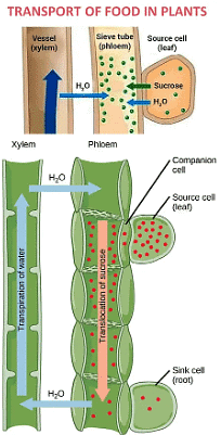 Transportation in Animals and Plants Class 7 Notes Science Chapter 7