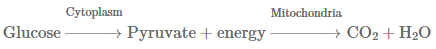 NCERT Exemplar: Life Processes | Science Class 10