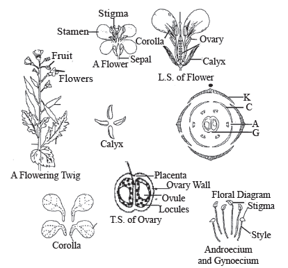 Morphology of Flowering Plants (Only in NEET) | Biology Class 11