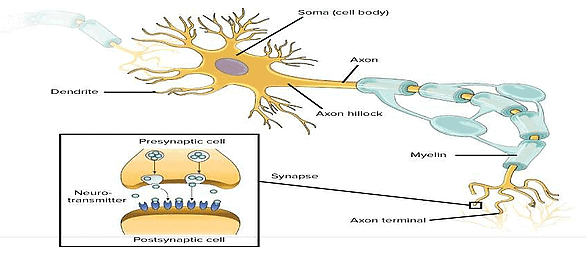 The Bases of Human Behaviour Class 11 Psychology