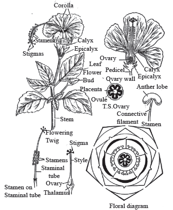 Morphology of Flowering Plants (Only in NEET) | Biology Class 11