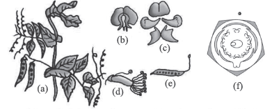 Morphology of Flowering Plants (Only in NEET) | Biology Class 11
