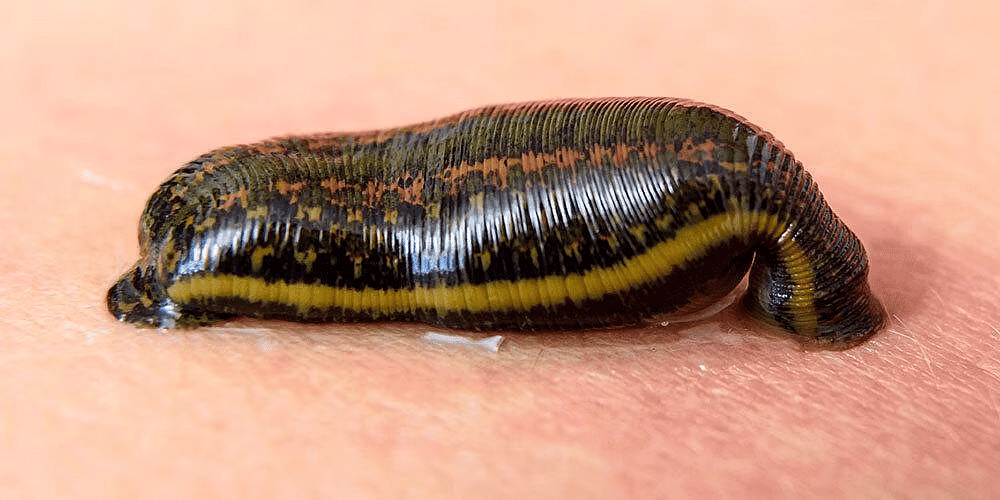 Phyla - Platyhelminthes & Annelida | Biology for Grade 11