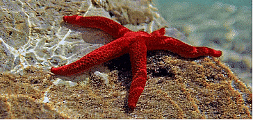 Phyla - Echinodermata & Hemichordata | Biology for JAMB