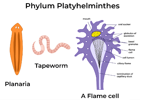 Phyla - Platyhelminthes & Annelida | Biology for Grade 11