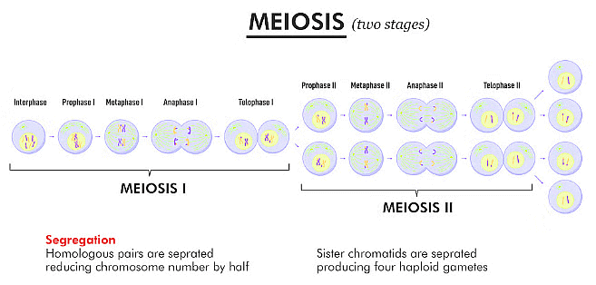 Meiosis Stages Chromosome Number 960x720