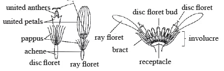 Morphology of Flowering Plants (Only in NEET) | Biology Class 11