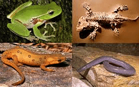 Class - Amphibia, Reptilia & Mammalia | Biology for JAMB