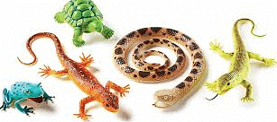 Class - Amphibia, Reptilia & Mammalia | Biology for JAMB