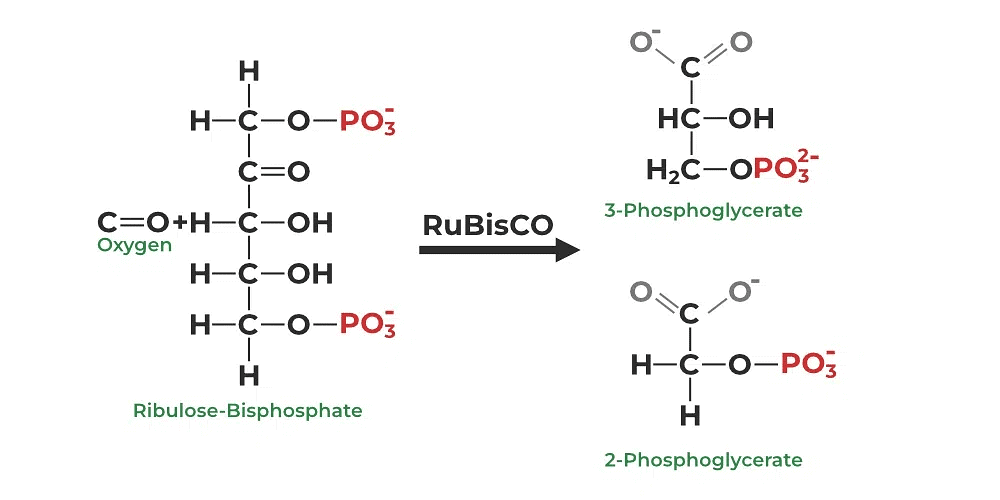 Introduction of Photorespiration | Biology Class 11 - NEET