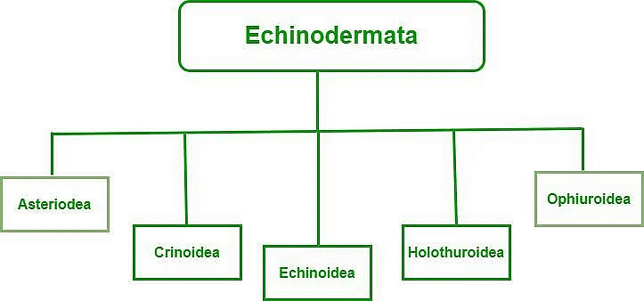 Phyla - Echinodermata & Hemichordata | Biology for JAMB