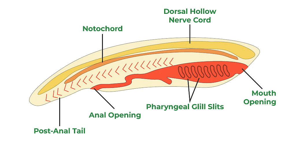 Phylum Chordata, Echinodermata & Hemichordata | Biology for JAMB