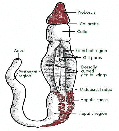 Phyla - Echinodermata & Hemichordata | Biology for JAMB