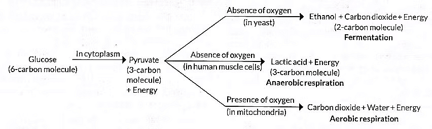 Previous Year Questions 2016