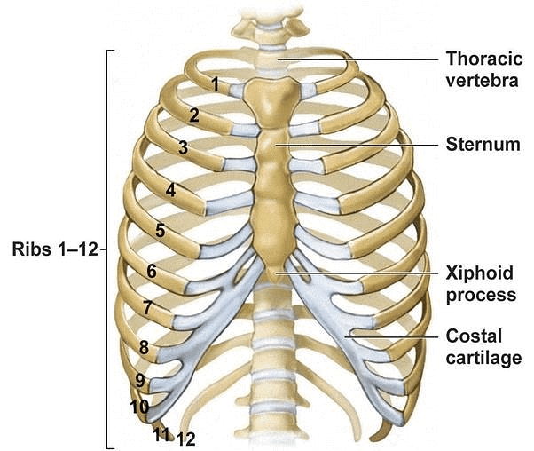 NCERT Exemplar: Locomotion & Movement | Biology Class 11 - NEET