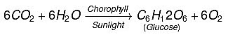 Class 10 Science Chapter 5 Previous Year Questions - Life Processes